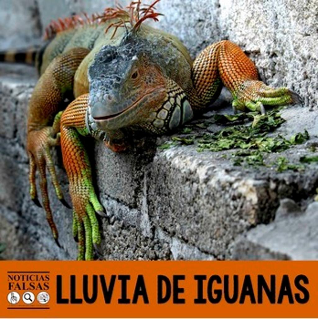 Noticias Falsas Lluvia de Iguanas 3624623 1