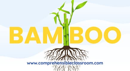 Bamboo