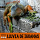 Noticias Falsas Lluvia de Iguanas 3624623 1