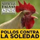 Noticias Falsas Pollos Contra la Soledad 3765324 1